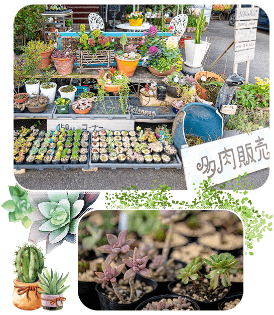 グリーンのある生活はいかがですか？